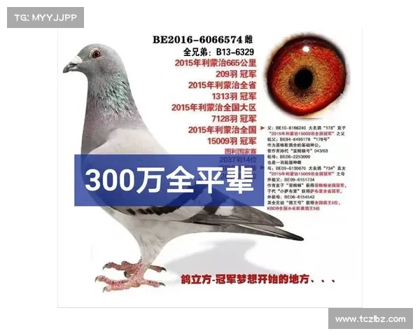 赛事直播鸽网科汇